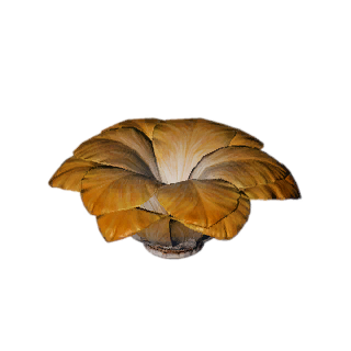 Petal-Shape Soft Brush